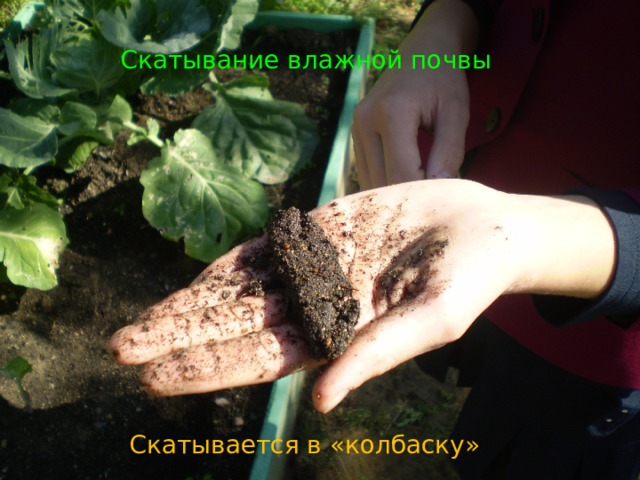 Скатывание влажной почвы Скатывается в «колбаску» 