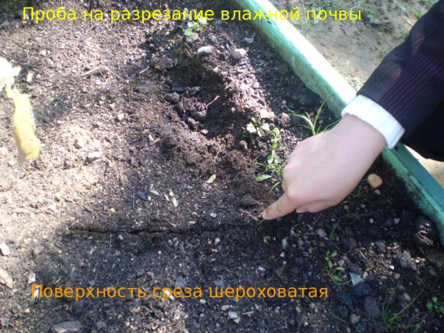 Проба на разрезание влажной почвы Поверхность среза шероховатая 