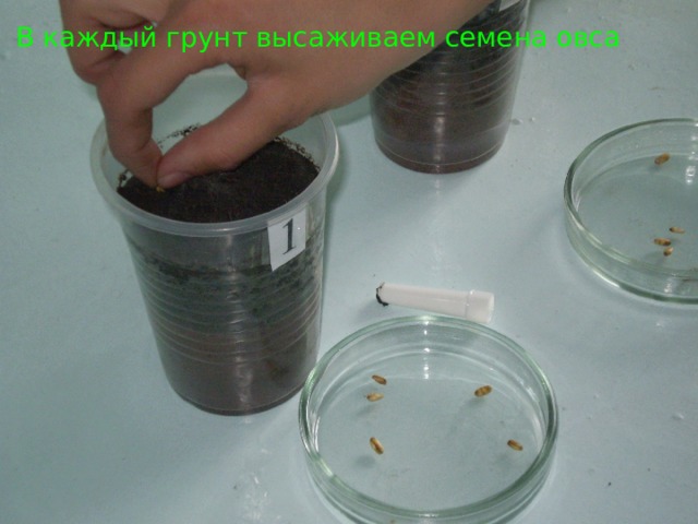 В каждый грунт высаживаем семена овса 