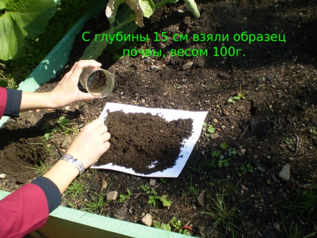 С глубины 15 см взяли образец почвы, весом 100г. 