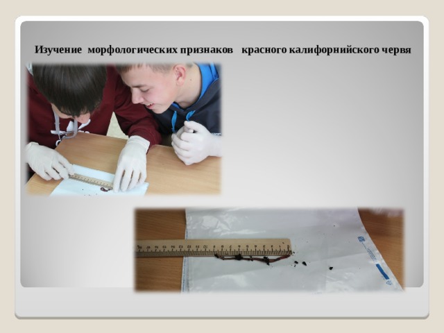 Изучение морфологических признаков красного калифорнийского червя   