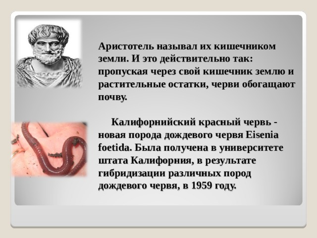 Aристотель называл их кишечником земли. И это действительно так: пропуская через свой кишечник землю и растительные остатки, черви обогащают почву.   Калифорнийский красный червь - новая порода дождевого червя Eisenia foetida. Была получена в университете штата Калифорния, в результате гибридизации различных пород дождевого червя, в 1959 году.    