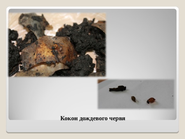 Кокон дождевого червя 