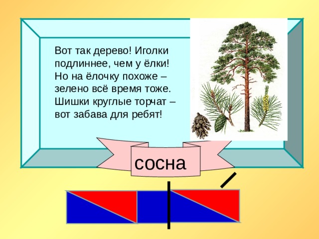 Вот так дерево! Иголки подлиннее, чем у ёлки! Но на ёлочку похоже – зелено всё время тоже. Шишки круглые торчат – вот забава для ребят!   сосна 