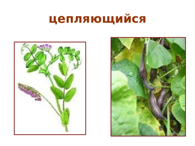 цепляющийся 