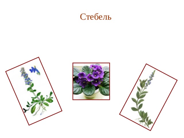  Стебель 