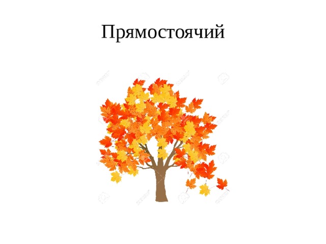 Прямостоячий 