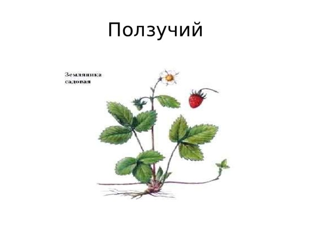 Ползучий 