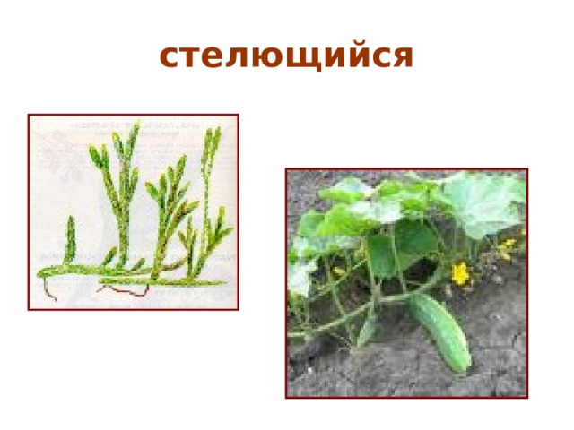 стелющийся 