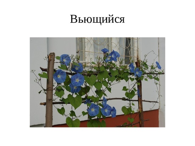 Вьющийся 