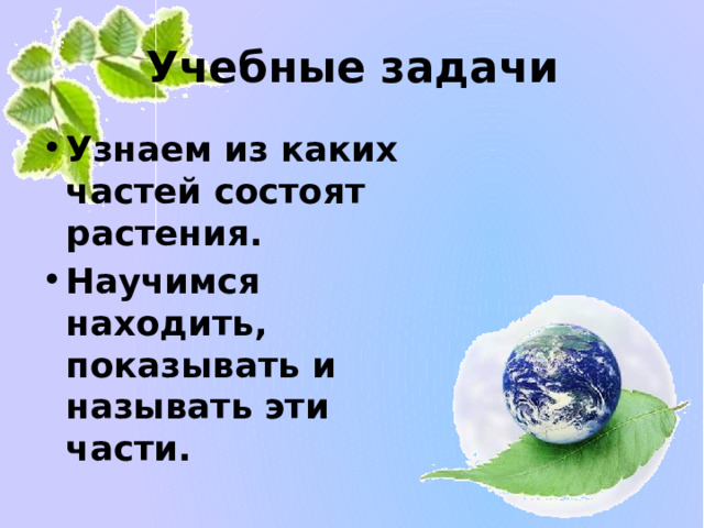 Учебные задачи Узнаем из каких частей состоят растения. Научимся находить, показывать и называть эти части. 