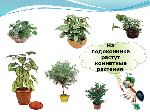 На подоконнике растут комнатные растения. 