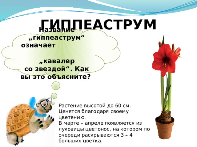 ГИППЕАСТРУМ Название „гиппеаструм“ означает „кавалер со звездой“. Как вы это объясните? Растение высотой до 60 см. Ценятся благодаря своему цветению. В марте – апреле появляется из луковицы цветонос, на котором по очереди раскрываются 3 – 4 больших цветка. 