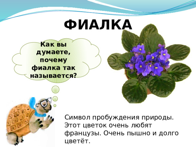 ФИАЛКА Как вы думаете, почему фиалка так называется? Символ пробуждения природы. Этот цветок очень любят французы. Очень пышно и долго цветёт. 