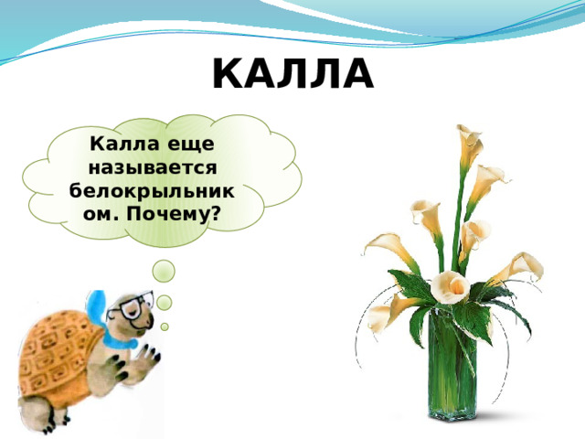 КАЛЛА Калла еще называется белокрыльником. Почему? 