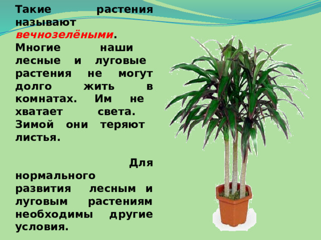 На подоконниках в классе, в квартирах, в коридорах поликлиник растут комнатные растения. У них всегда зелёные листья. Такие растения называют вечнозелёными .  Многие наши лесные и луговые растения не могут долго жить в комнатах. Им не хватает света. Зимой они теряют листья. Для нормального развития лесным и луговым растениям необходимы другие условия. 