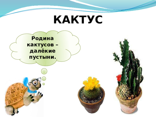 КАКТУС Родина кактусов – далёкие пустыни. 