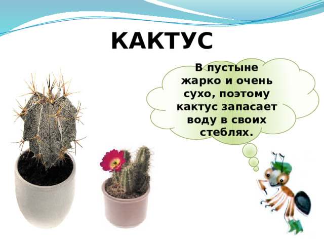 КАКТУС В пустыне жарко и очень сухо, поэтому кактус запасает воду в своих стеблях. 