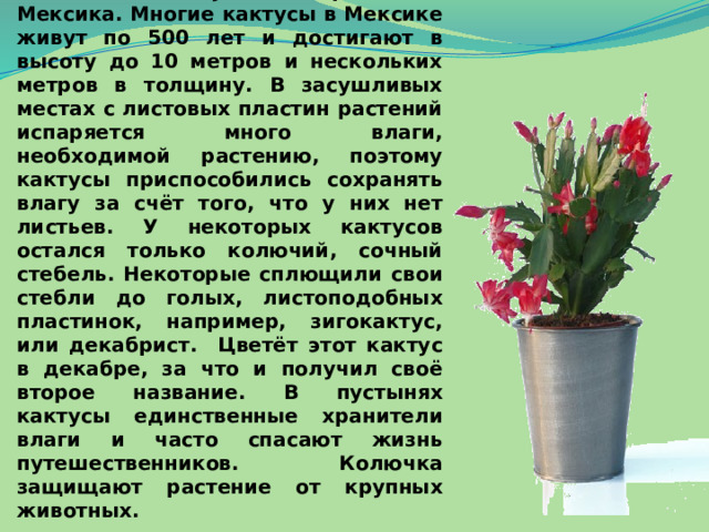 Кактусы – многолетние растения. Они запасают и надолго сохраняют в себе влагу. Существует более 3 000 видов кактусов. Их родина – Мексика. Многие кактусы в Мексике живут по 500 лет и достигают в высоту до 10 метров и нескольких метров в толщину. В засушливых местах с листовых пластин растений испаряется много влаги, необходимой растению, поэтому кактусы приспособились сохранять влагу за счёт того, что у них нет листьев. У некоторых кактусов остался только колючий, сочный стебель. Некоторые сплющили свои стебли до голых, листоподобных пластинок, например, зигокактус, или декабрист. Цветёт этот кактус в декабре, за что и получил своё второе название. В пустынях кактусы единственные хранители влаги и часто спасают жизнь путешественников. Колючка защищают растение от крупных животных. 