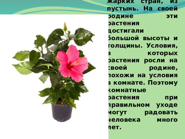 Предки комнатных растений чаще всего были привезены к нам из жарких стран, из пустынь. На своей родине эти растения достигали большой высоты и толщины. Условия, в которых растения росли на своей родине, похожи на условия в комнате. Поэтому комнатные растения при правильном уходе могут радовать человека много лет. 