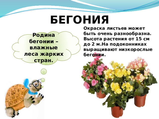 БЕГОНИЯ Окраска листьев может быть очень разнообразна. Высота растения от 15 см до 2 м.На подоконниках выращивают низкорослые бегонии. Родина бегонии – влажные леса жарких стран. 