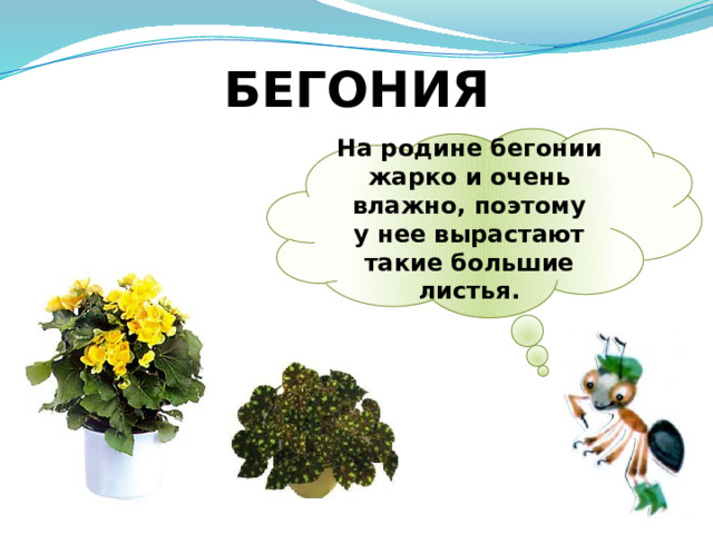 БЕГОНИЯ На родине бегонии жарко и очень влажно, поэтому у нее вырастают такие большие листья. 