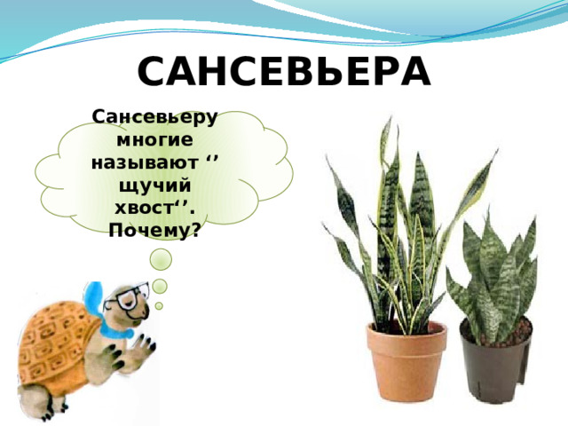 САНСЕВЬЕРА Сансевьеру многие называют ‘’ щучий хвост‘’. Почему? 