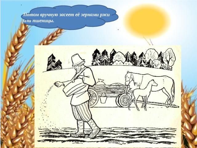 Потом вручную засеет её зернами ржи или пшеницы. 