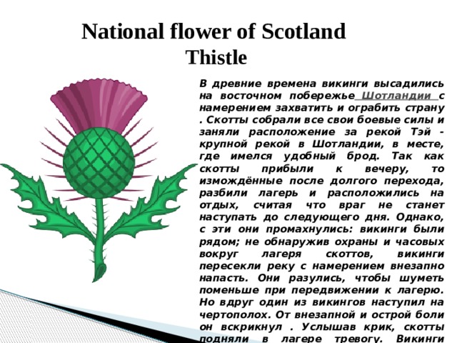 National flower of Scotland  Thistle В древние времена викинги высадились на восточном побережье Шотландии с намерением захватить и ограбить страну . Скотты собрали все свои боевые силы и заняли расположение за рекой Тэй - крупной рекой в Шотландии, в месте, где имелся удобный брод. Так как скотты прибыли к вечеру, то измождённые после долгого перехода, разбили лагерь и расположились на отдых, считая что враг не станет наступать до следующего дня. Однако, с эти они промахнулись: викинги были рядом; не обнаружив охраны и часовых вокруг лагеря скоттов, викинги пересекли реку с намерением внезапно напасть. Они разулись, чтобы шуметь поменьше при передвижении к лагерю. Но вдруг один из викингов наступил на чертополох. От внезапной и острой боли он вскрикнул . Услышав крик, скотты подняли в лагере тревогу. Викинги вынуждены были отступить, а чертополох, в знак признательности за вот такую вот неожиданную помощь, шотландцы выбрали в качестве своей национальной эмблемы . 