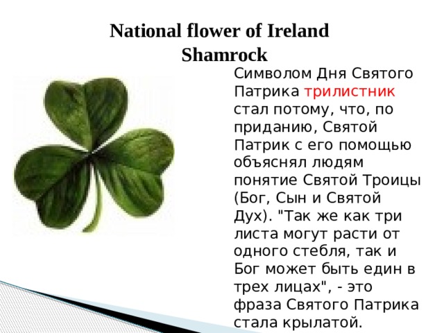 National flower of Ireland  Shamrock Символом Дня Святого Патрика трилистник стал потому, что, по приданию, Святой Патрик с его помощью объяснял людям понятие Святой Троицы (Бог, Сын и Святой Дух). 