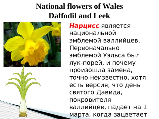 National flowers of Wales  Daffodil and Leek Нарцисс является национальной эмблемой валлийцев. Первоначально эмблемой Уэльса был лук-порей, и почему произошла замена, точно неизвестно, хотя есть версия, что день святого Давида, покровителя валлийцев, падает на 1 марта, когда зацветает нарцисс. 