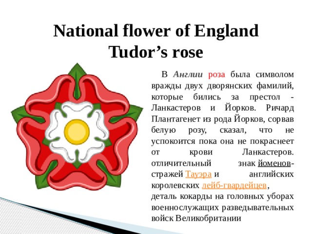National flower of England  Tudor’s rose  В Англии  роза была символом вражды двух дворянских фамилий, которые бились за престол - Ланкастеров и Йорков. Ричард Плантагенет из рода Йорков, сорвав белую розу, сказал, что не успокоится пока она не покраснеет от крови Ланкастеров. отличительный знак  йоменов -стражей  Тауэра  и английских королевских  лейб-гвардейцев , деталь кокарды на головных уборах военнослужащих разведывательных войск Великобритании 