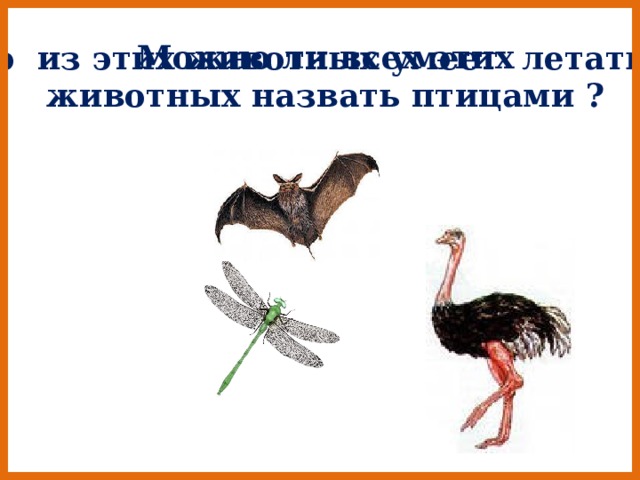 Можно ли всех этих животных назвать птицами ? Кто из этих животных умеет летать ? 