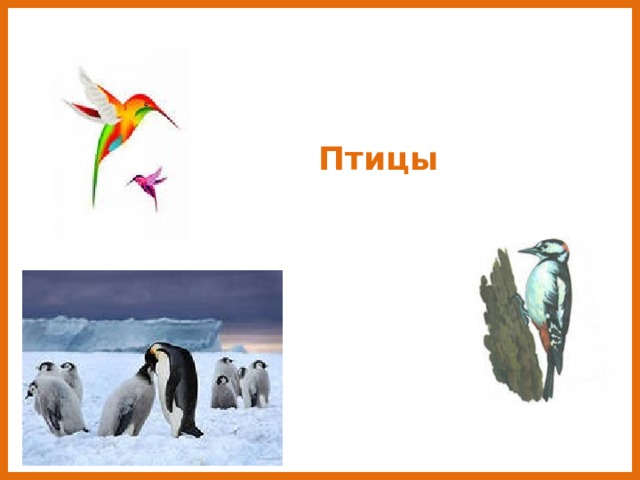  Птицы 