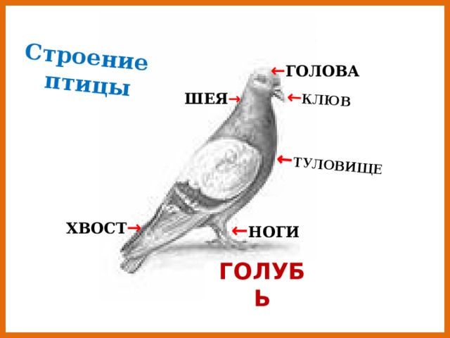 ← КЛЮВ ← ТУЛОВИЩЕ Строение птицы ← ГОЛОВА ШЕЯ → ХВОСТ → ← НОГИ ГОЛУБЬ 