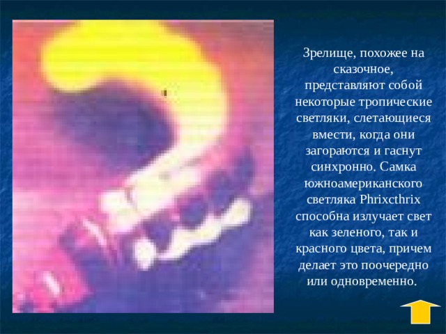 Зрелище, похожее на сказочное, представляют собой некоторые тропические светляки, слетающиеся вмести, когда они загораются и гаснут синхронно. Самка южноамериканского светляка Phrixcthrix способна излучает свет как зеленого, так и красного цвета, причем делает это поочередно или одновременно. 