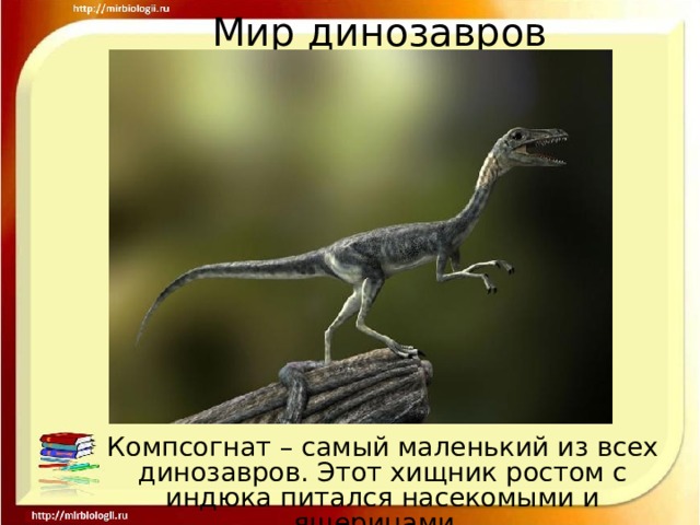Мир динозавров Компсогнат – самый маленький из всех динозавров. Этот хищник ростом с индюка питался насекомыми и ящерицами. 