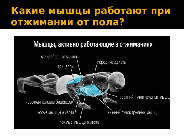 Какие мышцы работают при отжимании от пола? 