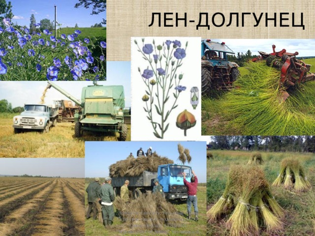 ЛЕН-ДОЛГУНЕЦ Автор составитель: Редькина Анна Сергеевна учитель технологии МОУ Красноборской СОШ МО 