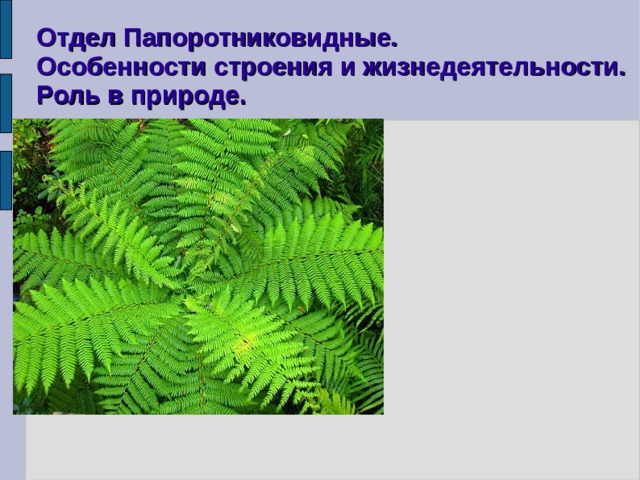 Отдел Папоротниковидные. Особенности строения и жизнедеятельности. Роль в природе. 