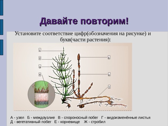 Давайте повторим! Установите соответствие цифр(обозначения на рисунке) и букв(части растения): 1 2 5 3 4 6 7 А - узел Б - междоузлие В - спороносный побег Г - видоизменённые листья Д - вегетативный побег Е - корневище Ж - стробил 