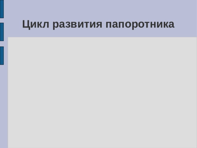Цикл развития папоротника 
