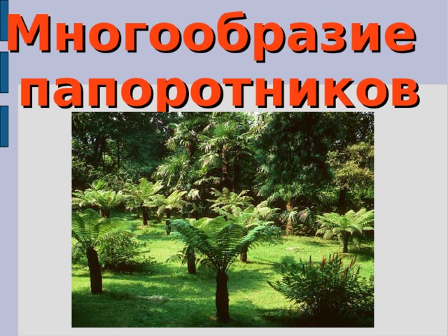 Многообразие папоротников 