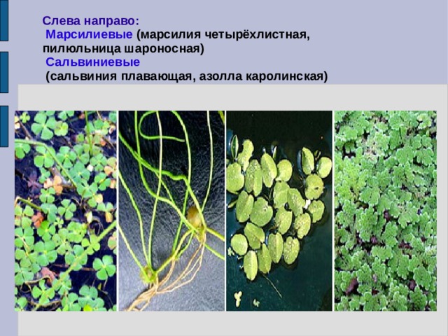 Слева направо:  Марсилиевые (марсилия четырёхлистная, пилюльница шароносная)  Сальвиниевые  (сальвиния плавающая, азолла каролинская) 