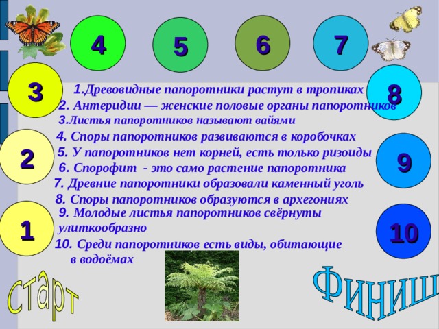 4 6 7 5 3 8 1. Древовидные папоротники растут в тропиках 2. Антеридии ― женские половые органы папоротников 3. Листья папоротников называют вайями 4. Споры папоротников развиваются в коробочках 2 9 5. У папоротников нет корней, есть только ризоиды 6. Спорофит - это само растение папоротника 7. Древние папоротники образовали каменный уголь 8. Споры папоротников образуются в архегониях 1 9. Молодые листья папоротников свёрнуты улиткообразно 10  10. Среди папоротников есть виды, обитающие  в водоёмах 