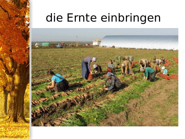 die Ernte einbringen 