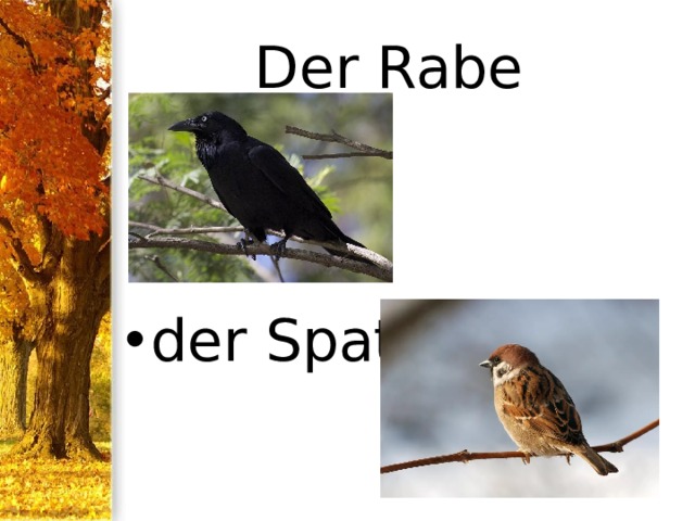 Der Rabe der Spatz 
