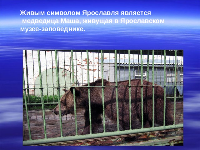 Живым символом Ярославля является   медведица Маша, живущая в Ярославском музее-заповеднике.   