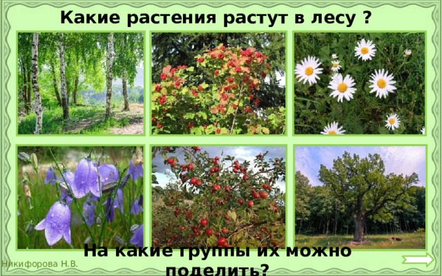 Какие растения растут в лесу ? На какие группы их можно поделить? 