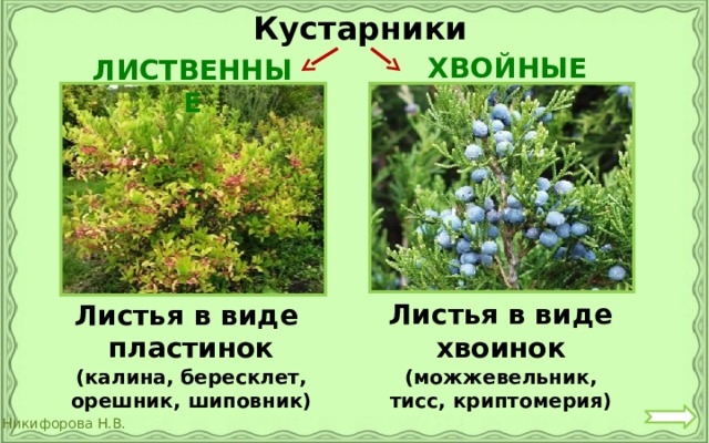 Кустарники ХВОЙНЫЕ ЛИСТВЕННЫЕ Листья в виде хвоинок Листья в виде пластинок (калина, бересклет, орешник, шиповник) (можжевельник, тисс, криптомерия) 